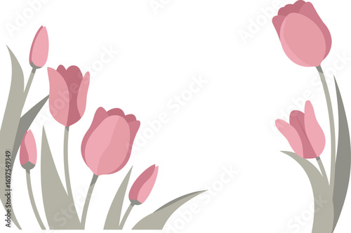 Pink tulip floral vector illustration, spring blossom decorative design, elegant botanical art, garden flower drawing, blooming nature plant graphic element