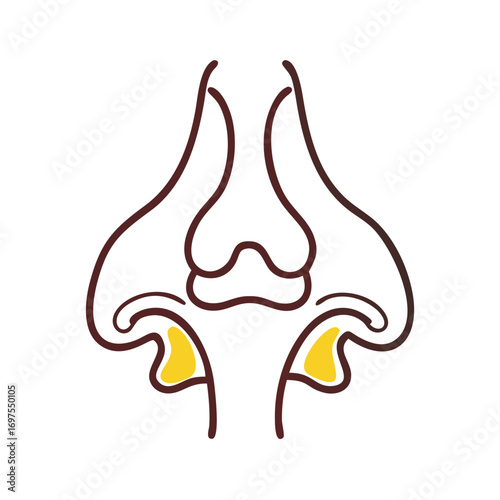 Medical Line Art Illustration of Ear Anatomy on Black