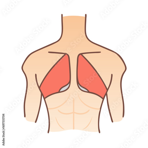 Stylized human back muscles with trapezius and latissimus dorsi