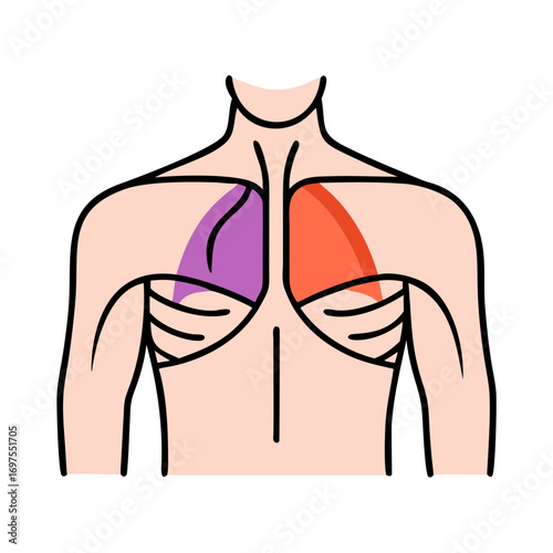 Human torso anatomy showing lungs in different colors