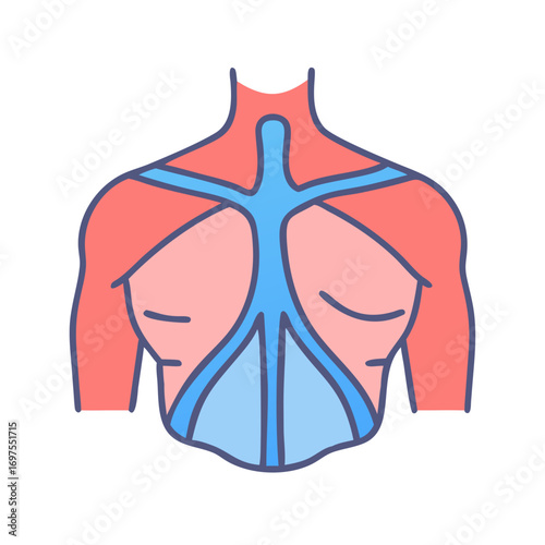 Stylized Anatomical Illustration of Torso Muscles and Cardiovascular System