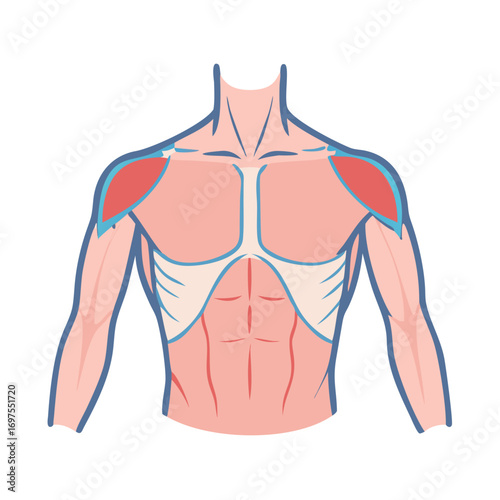 Cartoon human anatomy showing chest and shoulder muscles