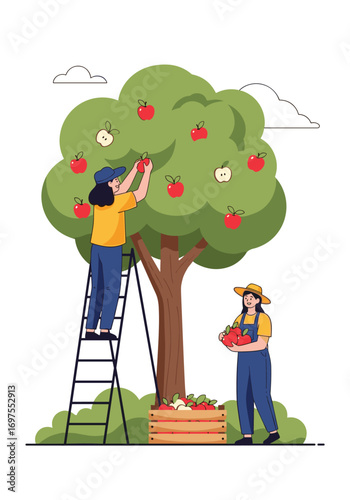 Two people harvesting apples from a large tree in a field