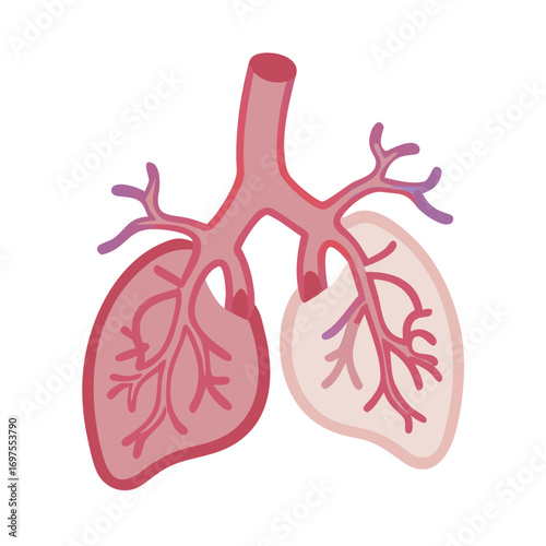 Cartoon illustration of human lungs isolated on black background