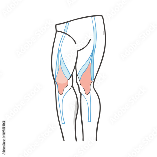 Hamstring muscle anatomy illustration on a black background