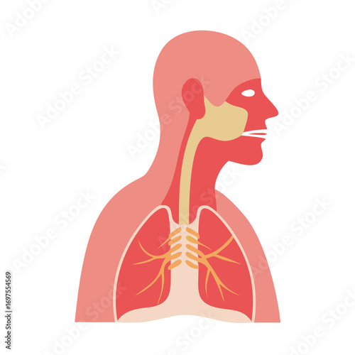 Human anatomy simplified illustration showing respiratory system, coral palette