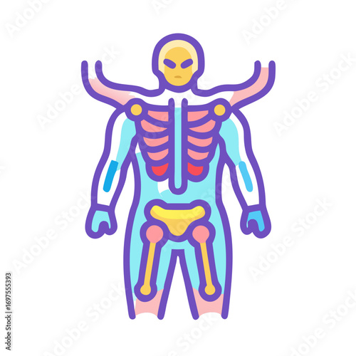 Detailed anatomical illustration of human skeleton and body structure