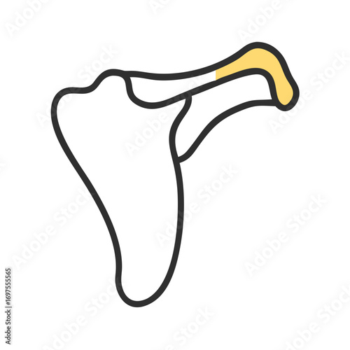 Anatomical illustration of shoulder joint anatomy on black background