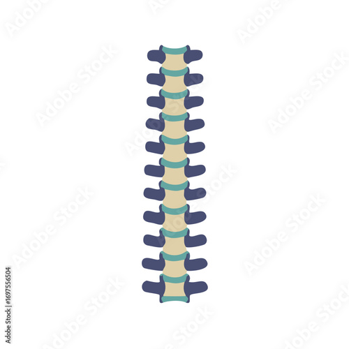 Stylized spine illustration showcasing vertebral bones anatomy with black background