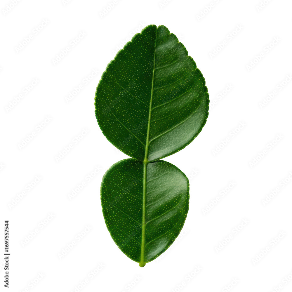 Obraz premium Pristine emerald green Kaffir lime leaf, double-lobed, glossy, detailed veins, macro shot isolated on white with transparent background, shallow depth of field, concept of botanical beauty