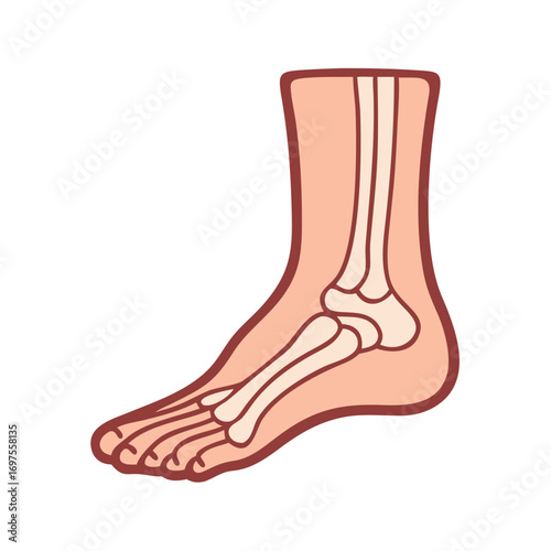 Foot anatomy illustration with bones in pink tones isolated