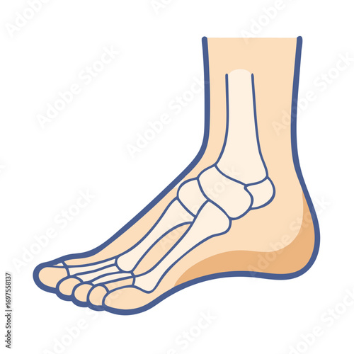 Human foot anatomy detailed illustration showing the bone structure