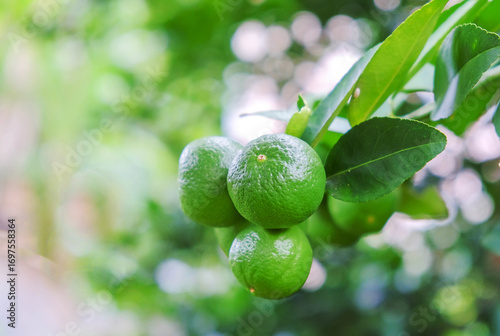 Wallpaper Mural A lime hangs from a branch of a lemon tree, surrounded by healthy green leaves Torontodigital.ca