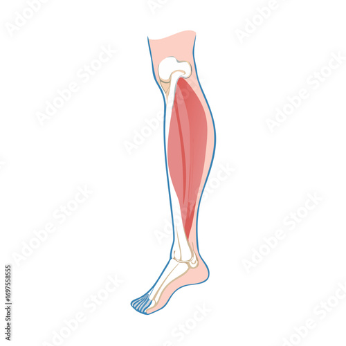 Human leg anatomy with muscles and bones illustration