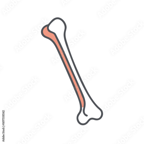Stylized bone illustration against a black background for educational use