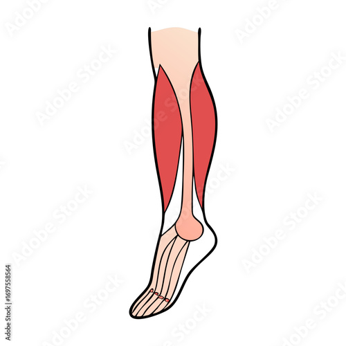 Illustration of the human leg anatomy with muscles and bones