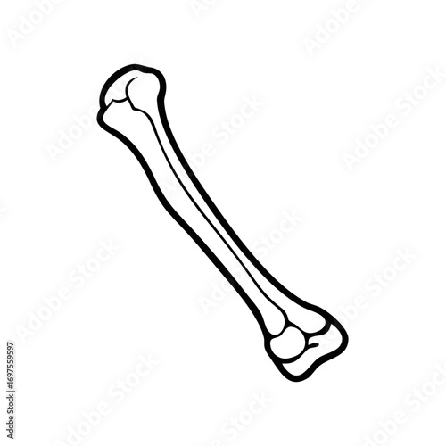 Simple skeletal bone drawing on black background anatomy illustration