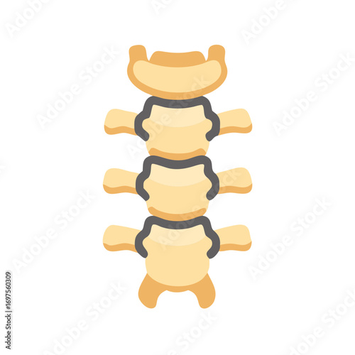 Isolated vertebral column structure illustration on black background