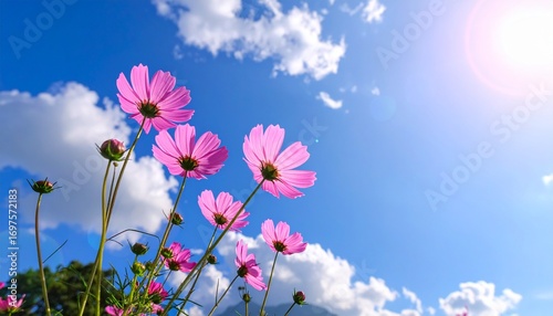 青空とピンク色の美しコスモスの花、秋の風景