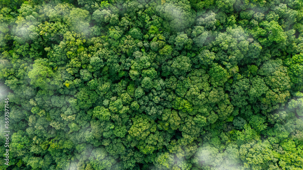 Naklejka premium Green forest, bird's eye view of green trees in the forest. Nature of the forest full of green trees. Concept of carbon neutrality and net zero emissions for a sustainable green environment.