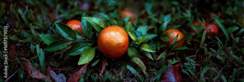 Fallen oranges scattered on grass and leaves, creating a vibrant yet natural, dark, and slightly shadowy scene