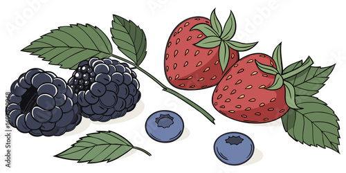 A high-resolution image of assorted fresh berries and green leaves arranged on a white background. The berries include blackberries, raspberries, blueberries, and strawberries, all appearing plump and