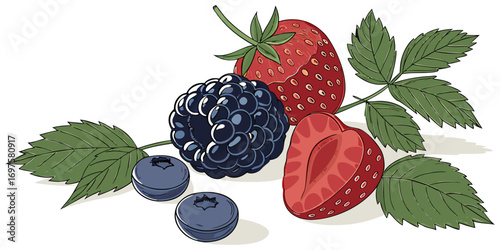 A high-resolution image of assorted fresh berries and green leaves arranged on a white background. The berries include blackberries, raspberries, blueberries, and strawberries, all appearing plump and