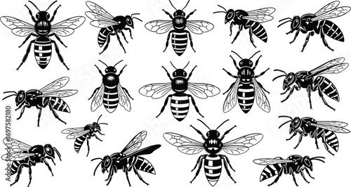 Detailed black and white bee illustrations, hand-drawn insect collection, honeybee vector art, pollinator designs, nature-themed bee drawings, bee anatomy sketches.