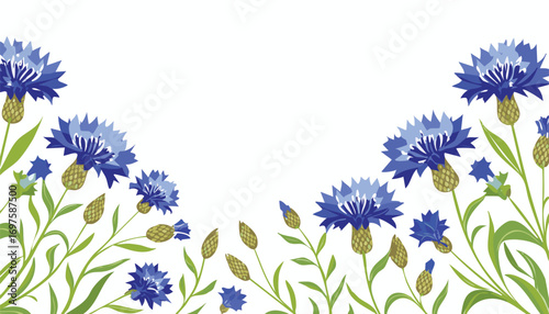 Blue cornflowers with green stems and buds floral botanical