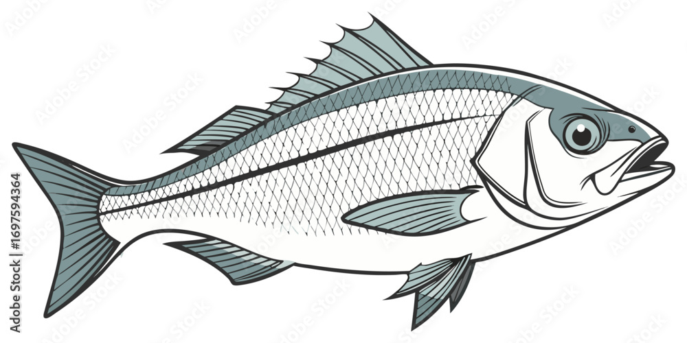 Fototapeta premium A high-resolution, photorealistic image of a whole European sea bass (Dicentrarchus labrax) isolated on a clean white background. The fish has silvery, metallic scales with a slightly darker bluish-gr