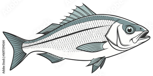 A high-resolution, photorealistic image of a whole European sea bass (Dicentrarchus labrax) isolated on a clean white background. The fish has silvery, metallic scales with a slightly darker bluish-gr