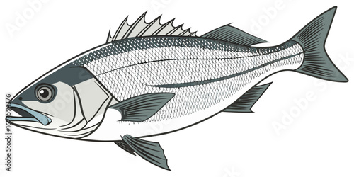 A high-resolution, photorealistic image of a whole European sea bass (Dicentrarchus labrax) isolated on a clean white background. The fish has silvery, metallic scales with a slightly darker bluish-gr