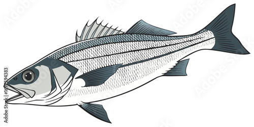 A high-resolution, photorealistic image of a whole European sea bass (Dicentrarchus labrax) isolated on a clean white background. The fish has silvery, metallic scales with a slightly darker bluish-gr