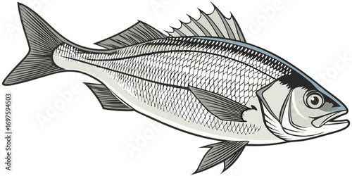 A high-resolution, photorealistic image of a whole European sea bass (Dicentrarchus labrax) isolated on a clean white background. The fish has silvery, metallic scales with a slightly darker bluish-gr