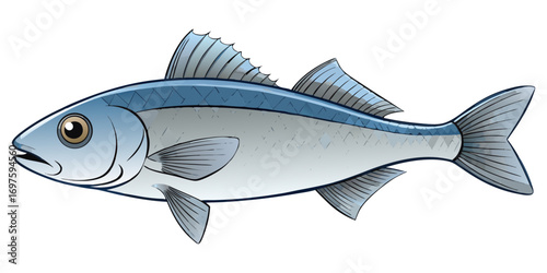 A high-resolution, photorealistic image of a whole European sea bass (Dicentrarchus labrax) isolated on a clean white background. The fish has silvery, metallic scales with a slightly darker bluish-gr