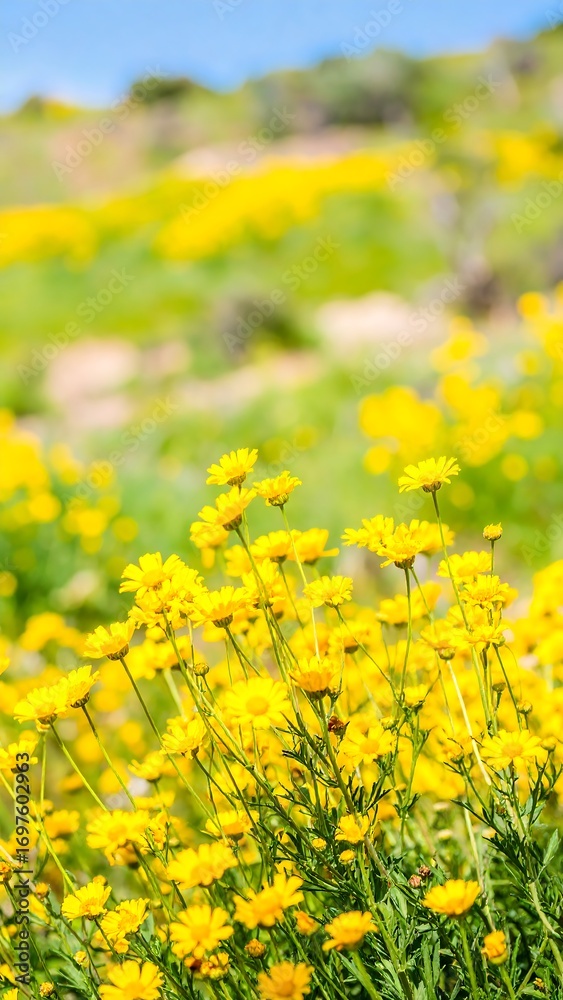Obraz premium A vibrant field of bright yellow flowers fills the foreground, with a soft, out-of-focus background of more flowers and greenery, bathed in sunlight.