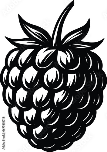 hand drawn raspberry vector illustration