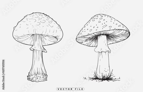two mushrooms with detailed gills and stems illustrated