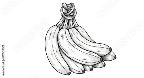Artistic monochrome drawing of a bunch of bananas tied with a simple knot