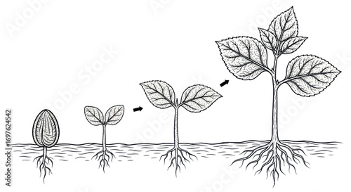 Detailed botanical illustration depicting the sequential stages of plant growth from seed to