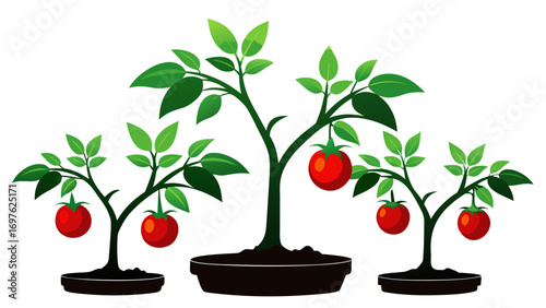 Vector illustration of tomato plants with ripe red tomatoes