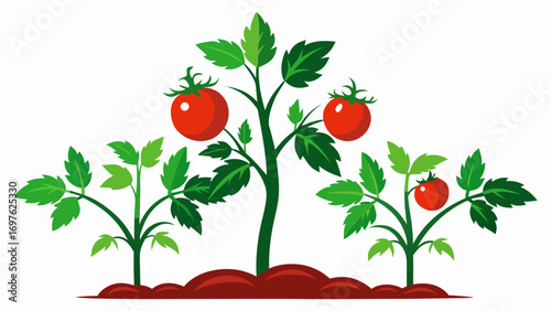 Ripe red tomatoes growing on green plants in soil