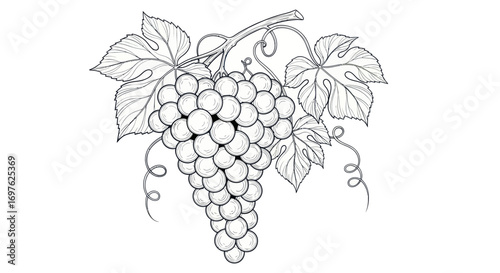 Elegant grape illustration: A vintage aesthetic with delicate line work for refined visuals