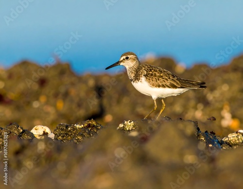 A sandpiper on rocks by the water