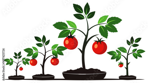 Illustration of tomato plants growing with ripe red tomatoes