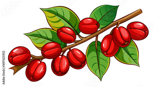 Vibrant red coffee cherries on a branch with green leaves