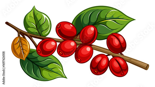 Vibrant red coffee cherries on a branch with green leaves