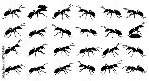 Ant Set Silhouette Vector Illustration , Animals Silhouette Set Collection Vector