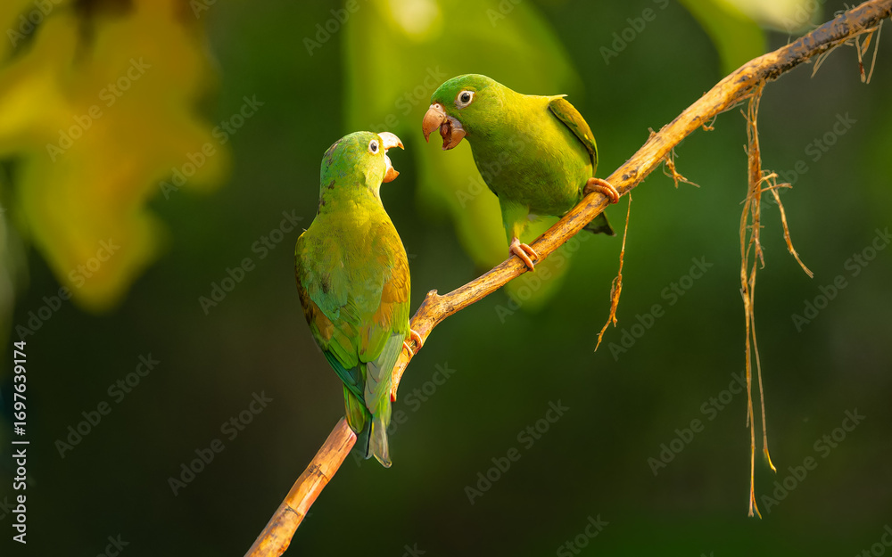 Fototapeta premium Tovisittich (Brotogeris jugularis)