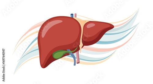 Stylized anatomical illustration of human liver, gallbladder and blood vessels